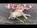 帰宅拒否する柴犬　通りすがりのマダムに笑われてしまう【豆柴すず】shibainu