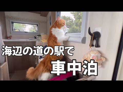 【キャンピングカーで猫と車中泊】にゃんこと寛ぐ週末／ひたち海浜公園