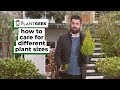 How to care for different plant sizes  mr plant geek