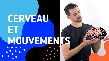 Quels sont les mouvement volontaire ?