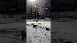 Первый снег выпал в Луганске! Дети и зима!