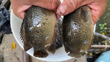 Câu cá rô đồng, ở đây vẫn còn rất nhiều cá | Miền quê Tiền Giang