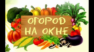 Мини-огород на подоконнике