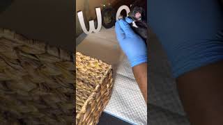 Removing Dew Claws and Tail Docking Miniature Schnauzer(Graphic)                 @FUR BABY US