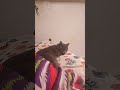 heheheh #cookies #cat #funny #fun #dance #helpmemakethismakesense #trend #fnaf #cute #memes #wacky