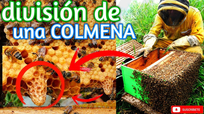 Cómo se debe recoger la Miel de Abejas de los Panales - TvAgro por