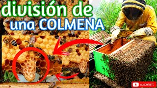 🐝 Una Manera Fácil para MULTIPLICAR Colmenas 👉| Método Natural ✅