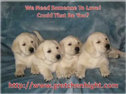 White Lab Puppies Portland Oregon Youtube