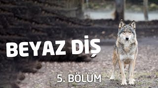 Beyaz Diş Sesli Kitap 5 Son Bölüm