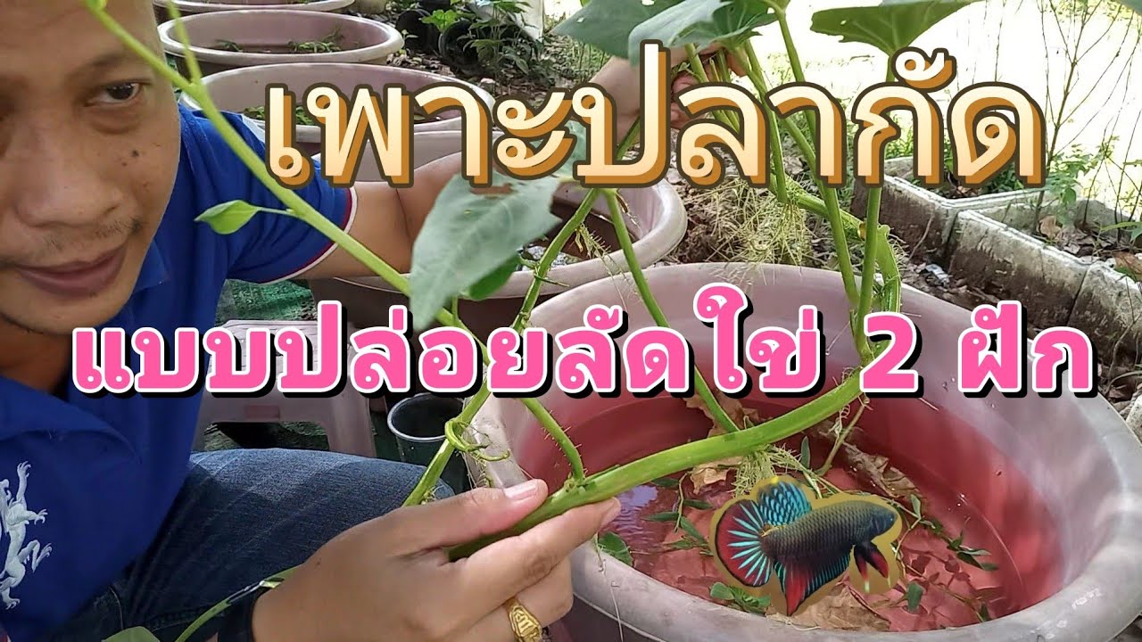 เพาะปลากัด ปล่อยลัดใข่ 2 ฝัก
