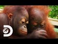 Baby Orangutan Teaches His Peer To Swing On Ropes | Meet The Orangutans