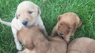 Goldendoodle Puppy Girls Available In Denver by Terry Farm Kennel 566 views 4 years ago 3 minutes, 38 seconds