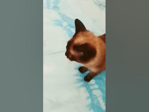 кошечка мурздей - YouTube