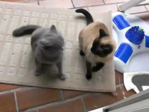 Cat Fight Bkh Vs Siam Britishshhorthair Vs Siam Katzenkampf Britischkurzhaar Gegen Siam