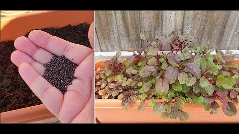Grow Red Spinach at home | Seed to plant | Gardening | Simple way - DayDayNews