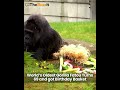 " World’s Oldest Gorilla Fatou Turns 69 and got Birthday Basket "