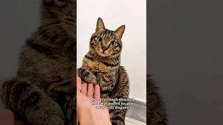 Cat is so concerned 😂#trending #cute #funny #cat #catlover