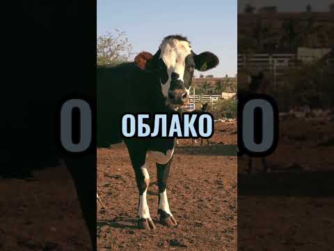 ЛОГИЧЕСКАЯ ЗАГАДКА - СКАЖИ СЛОВО ОБЛАКО 5 РАЗ