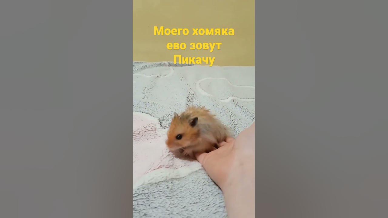 мой хомяк - YouTube