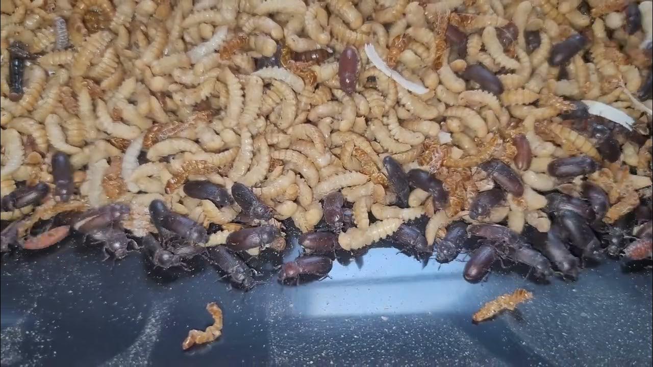 Mealworm Farming / Ranching Pupae and Darkling Beetles YouTube