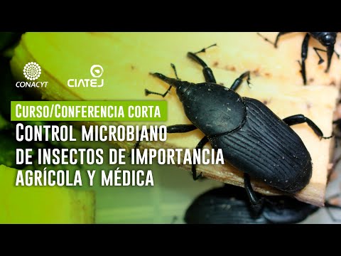 Video: Insecto Escama Pseudocaliforniano Polífago