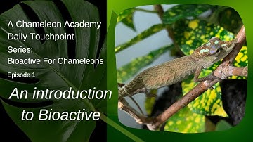 Introduction to Bioactive for Chameleons!