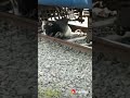 Cow Under The Train Live Cow Accident Rail Ancident Cow Under The Train Live Cow Accident Rail Ancident