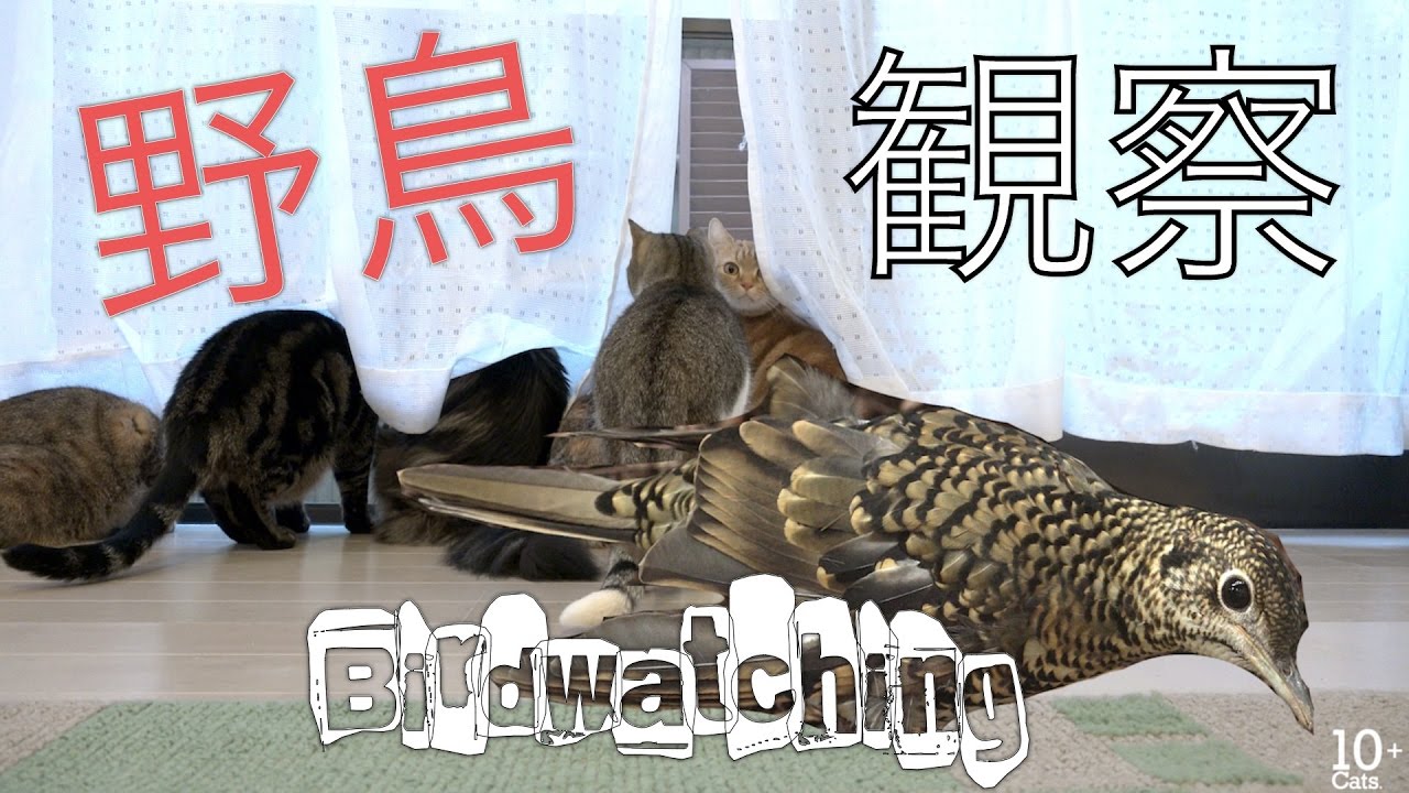 虎鶫 鳴き声 Cats Watching A Bird: White's thrush