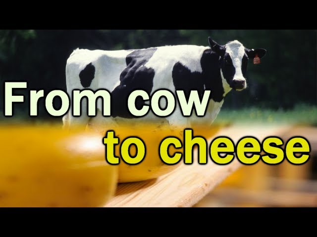 From Cow To Gouda Cheese Youtube