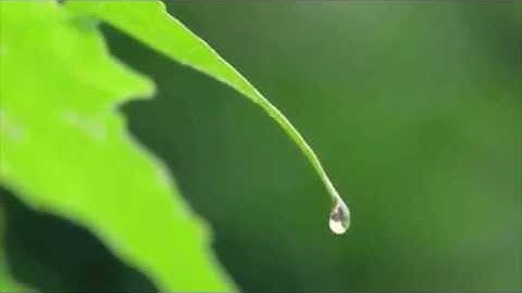 سورة الإسراء - الشيخ يحيى عيشان