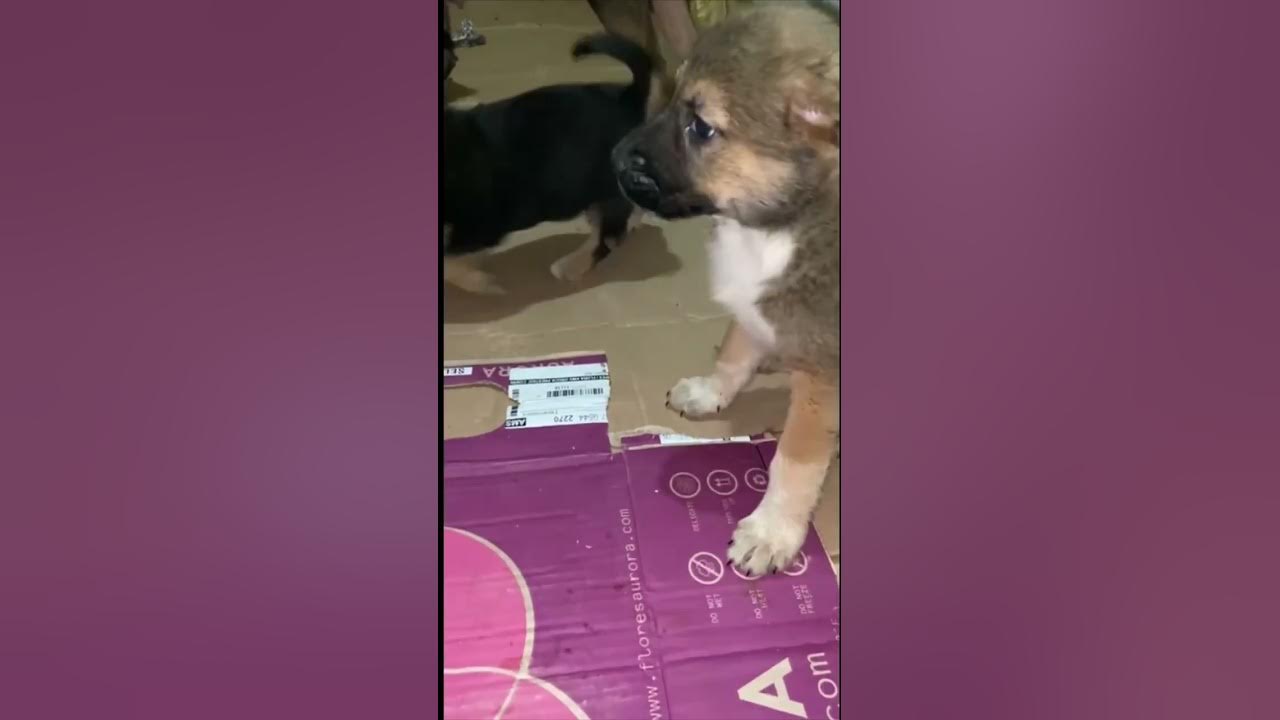 Мама собака и её малыши🥰 - YouTube