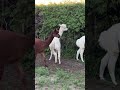 Drapanko jest wskazane #alpakitotu #wojtkowyje #funnyvideo #fun #funnyshorts #alpaca