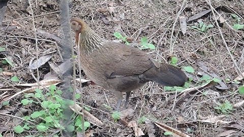 tiếng gà mái rừng kêu cục tác gọi trống suab poj qaib tsauj zoo dib tuaj zoo heev li