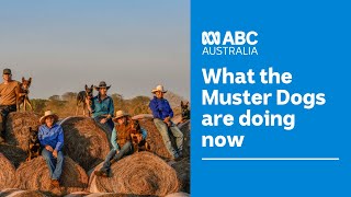 Puppy update  what the Muster Dogs are doing now  | Muster Dogs | ABC Australia