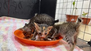 Three kittens They are fighting for eating !