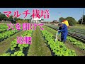 菜の花　マルチに穴を開けて追肥