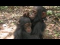 A Day in the Life at Sanaga Yong Chimpanzee Rescue Center