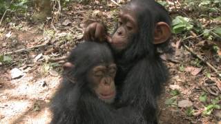 A Day in the Life at Sanaga Yong Chimpanzee Rescue Center