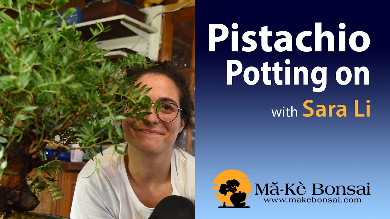 How to make bonsai Pistachio from pre-bonsai nursery stock - Bonsai Trees for Beginners Series #77