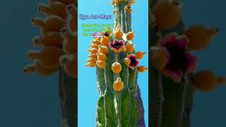 Сура Аль-Маун.Красивое чтение#коран#сура#аят#аль-маун.