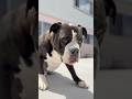 Bulldog Apex Predator #funnyanimals #shorts #apex