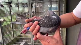 NO2.18-111725 黑斑 ♀