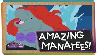 Why Sea Cows Are Awesome | Animal Science for Kids