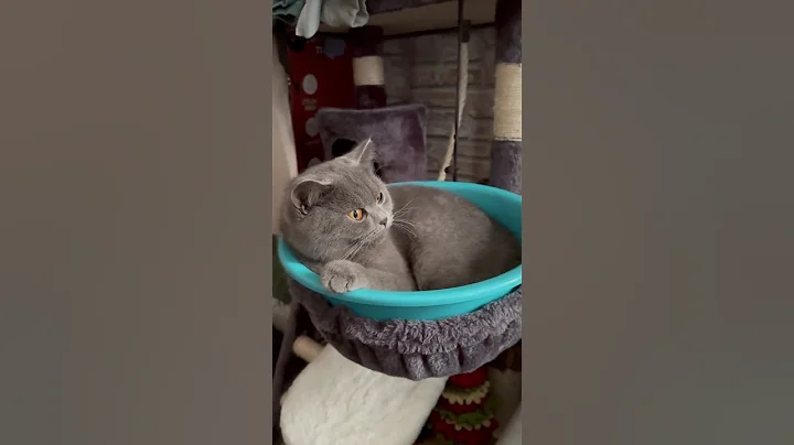 Watch the video about Sie ist so eine liebevolle Katze 🥹❤️ #british #cat #sweet #cute #kitten #lovely #cutecat