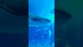 Whale Shark Churaumi Aquarium Okinawa Japan by Churairat ฉลามวาฬพิพิธภัณฑ์สัตว์น้ำ โอกินาว่า ญี่ปุ่น