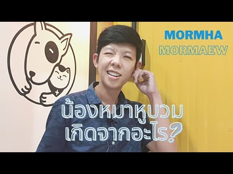 วีดีโอ: ห้อแมว - เซรั่มแมว - Aural Hematoma ในแมว