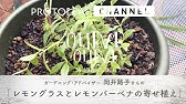 Let S Plant Seeds Lemongrass Lavender 種まきしよう レモングラス ラベンダー Youtube Let S Plant Seeds Lemongrass Lavender 種まきしよう レモングラス ラベンダー Youtube