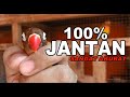 Cara Mebedakan Lovebird Jantan Betina Akurat Sekali Mp3 - Mp4 Download