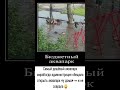 #comedy #юмор #прикол #шуточное #ржач #мем #смешновидео #memes #смех #мемас #смешнойшортс #funny