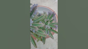Thumbnail of Mother of Millions Plant| Kalanchoe Delagoensis| Chandelier Plant|#kalanchoe #plants #garden #shorts